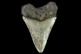 3.11" Fossil Megalodon Tooth - North Carolina - #130018-2